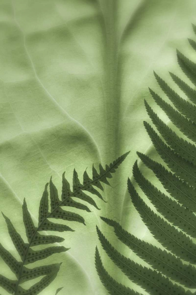WA, Seabeck Frens on backlit skunk cabbage leaf